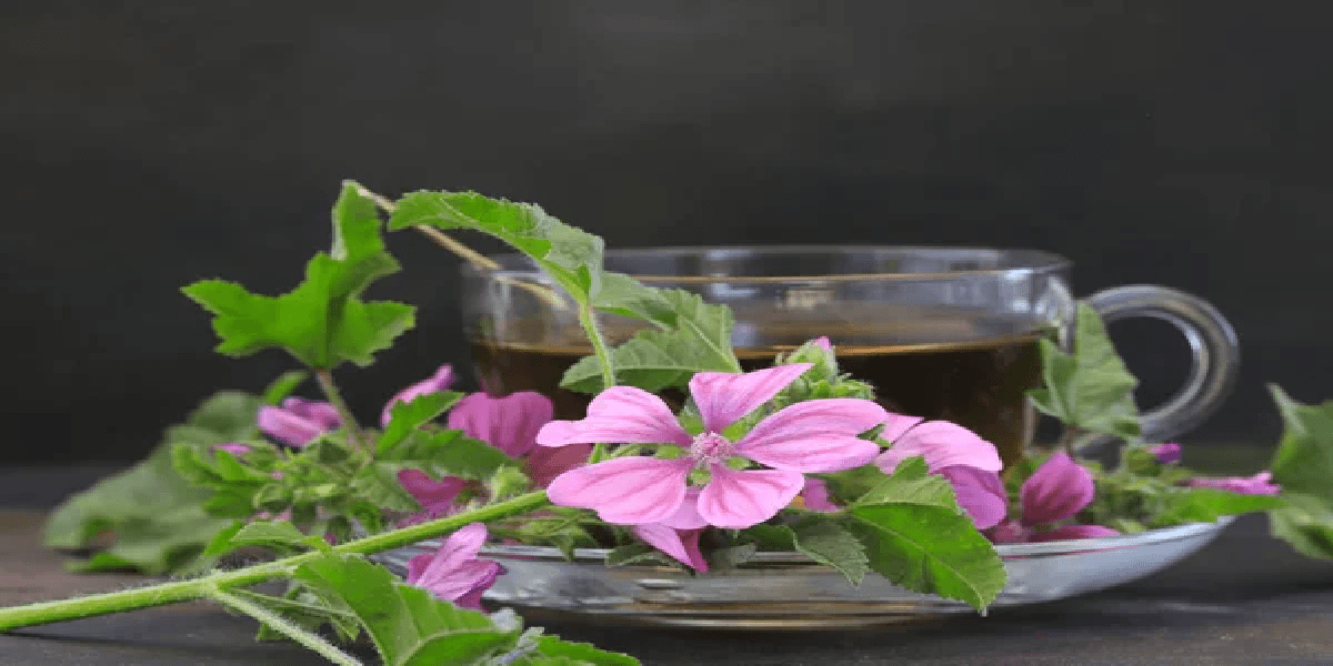 Chá de malva para dor no dente