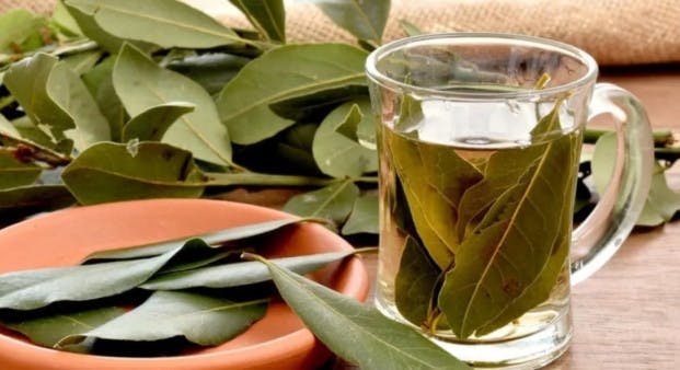 Saiba quais são os benefícios do chá de folha de louro