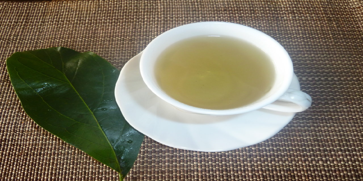 Chá da folha de abacateiro